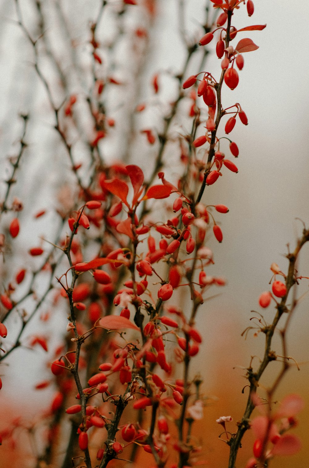 a close up of a tree with red flowers