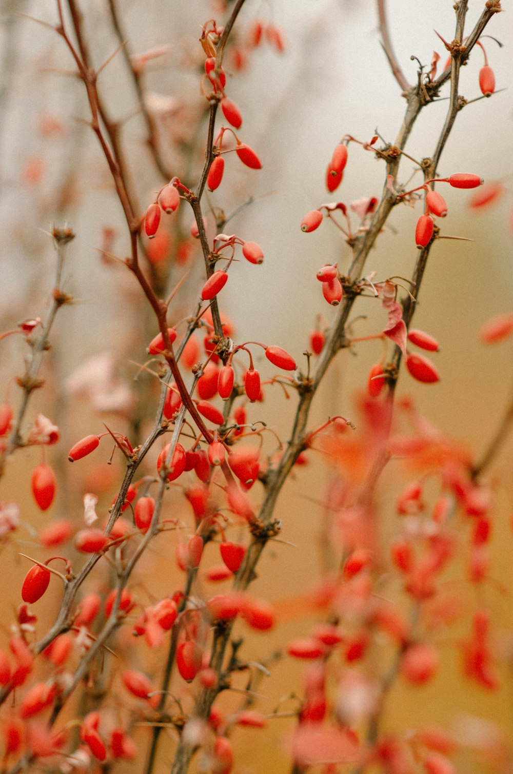 a close up of a tree with red berries on it