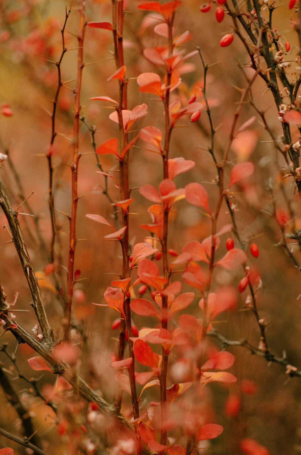 a close up of a tree with red leaves