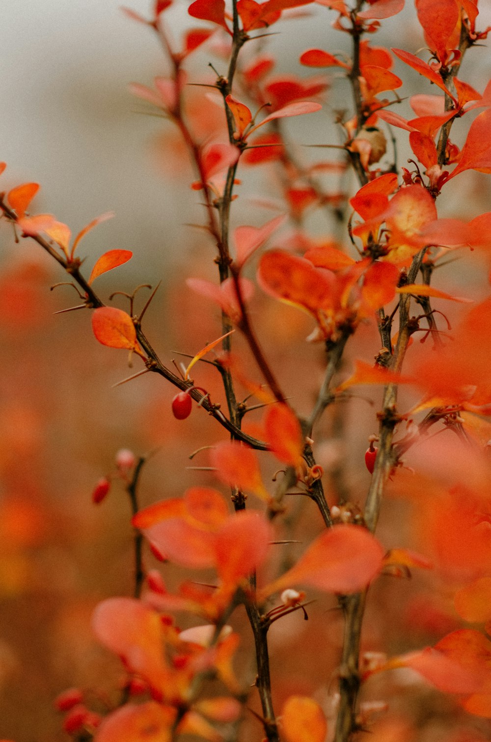 a close up of a tree with red leaves