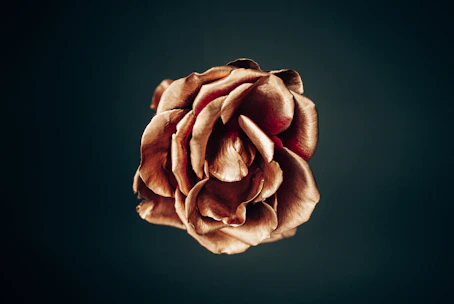 a flower that is sitting on a table