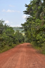 a dirt road surrounded by trees and bushes