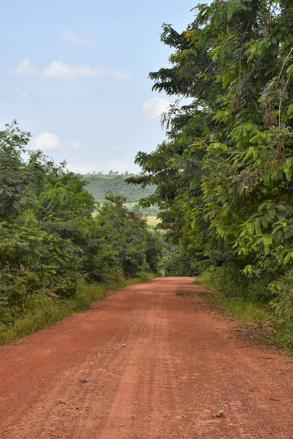 a dirt road surrounded by trees and bushes