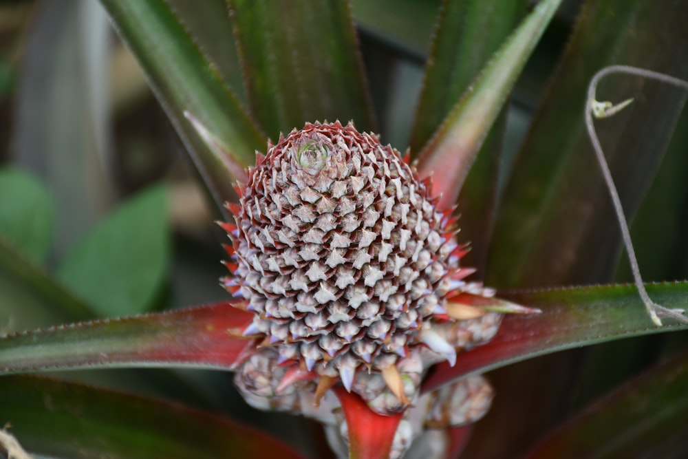 a close up of a flower on a plant