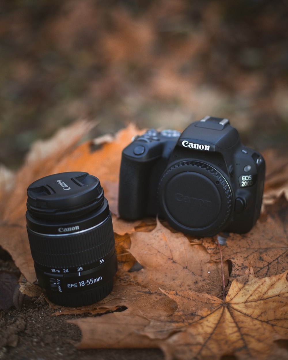 two cameras sitting on top of a leaf covered ground