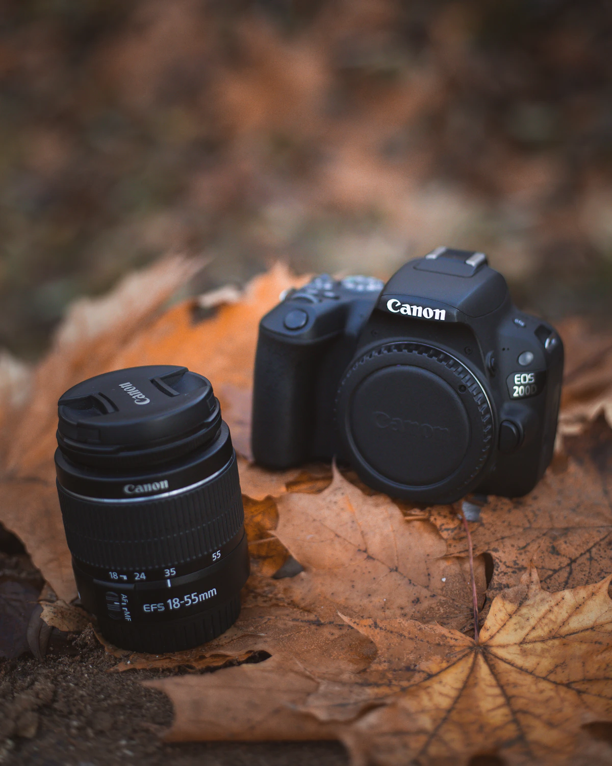 Canon EOS R50 レビュー | 旅行に最適な入門ミラーレスの実力