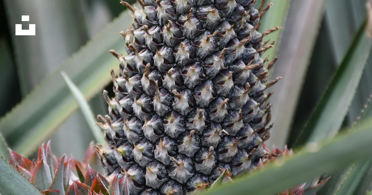 Una piña que crece en un árbol de piña foto – Imagen de Natural ...