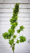 A tall, lush cannabis plant stands against a white brick wall. The plant features dense clusters of vibrant green leaves and buds, extending along its slender stem.