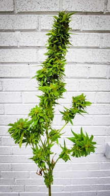 A tall, lush cannabis plant stands against a white brick wall. The plant features dense clusters of vibrant green leaves and buds, extending along its slender stem.