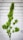 A tall, lush cannabis plant stands against a white brick wall. The plant features dense clusters of vibrant green leaves and buds, extending along its slender stem.