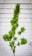 A tall, lush cannabis plant stands against a white brick wall. The plant features dense clusters of vibrant green leaves and buds, extending along its slender stem.