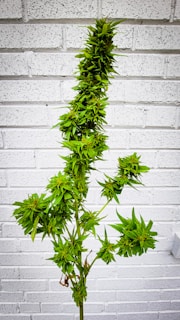 A tall, lush cannabis plant stands against a white brick wall. The plant features dense clusters of vibrant green leaves and buds, extending along its slender stem.