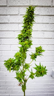 A tall, lush cannabis plant stands against a white brick wall. The plant features dense clusters of vibrant green leaves and buds, extending along its slender stem.