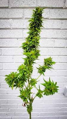 A tall, lush cannabis plant stands against a white brick wall. The plant features dense clusters of vibrant green leaves and buds, extending along its slender stem.