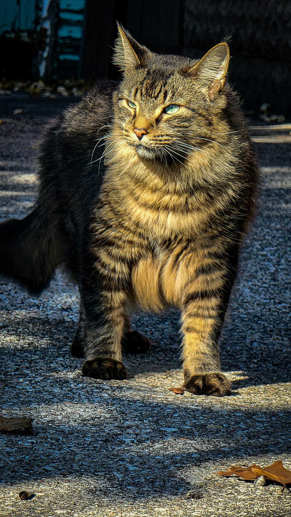 a cat walking across a gravel road next to a building