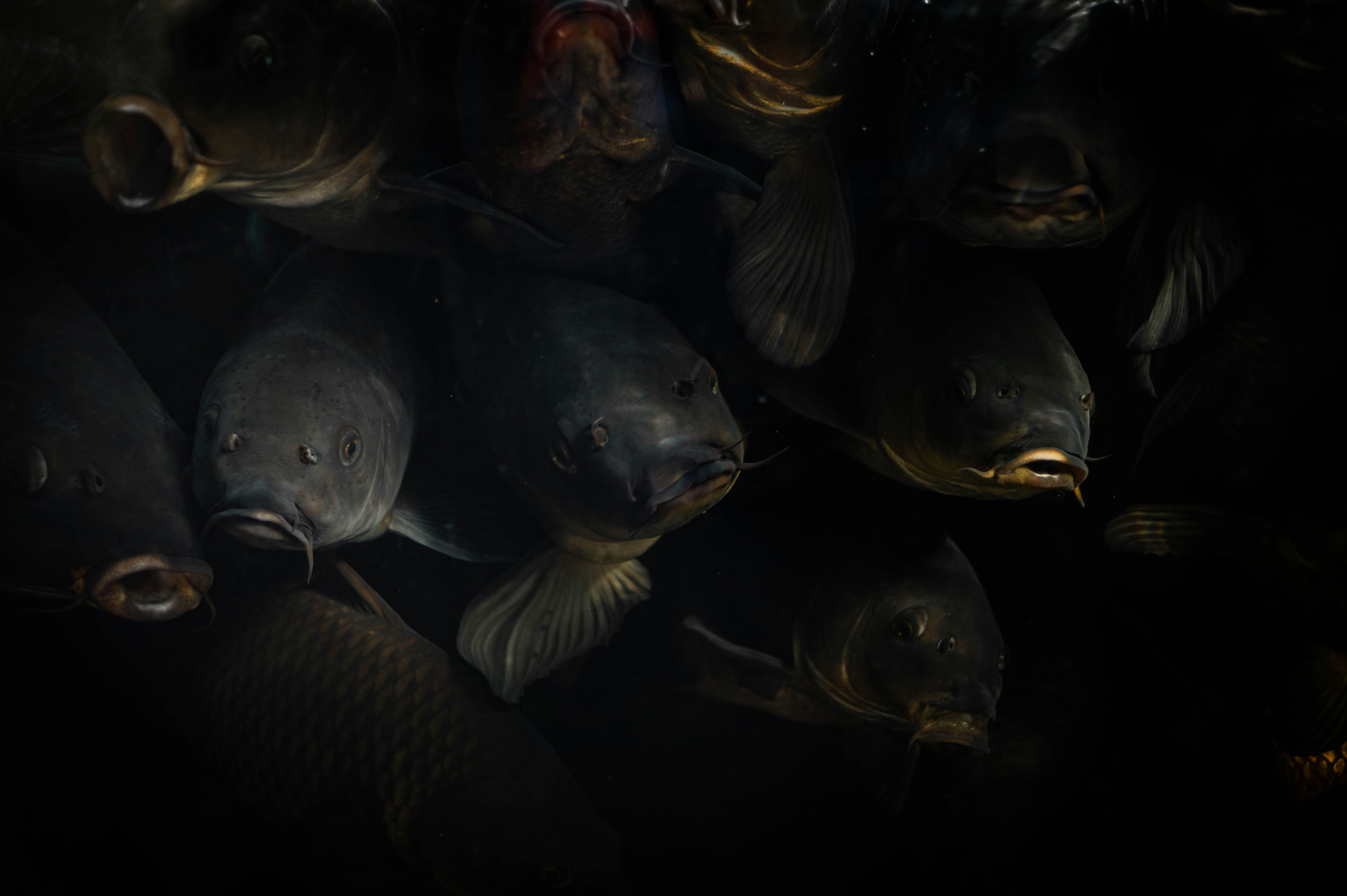 a group of fish swimming in the water