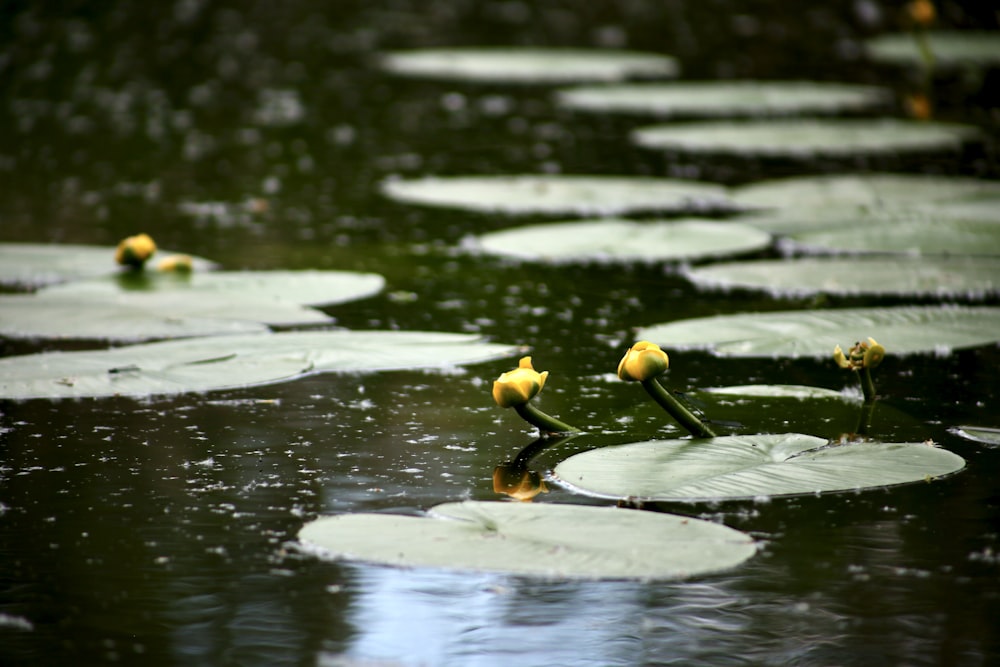 a group of birds sitting on top of lily pads