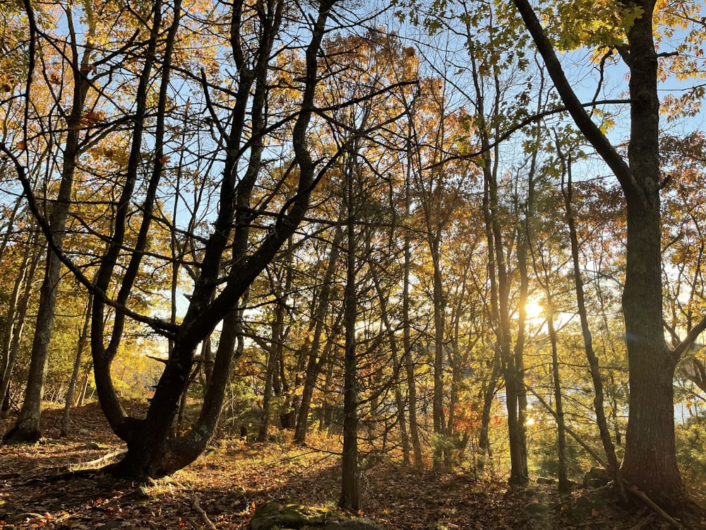 the sun is shining through the trees in the woods