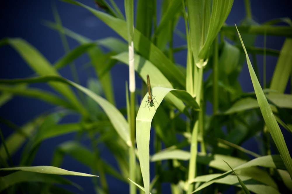 a green plant with a bug on it