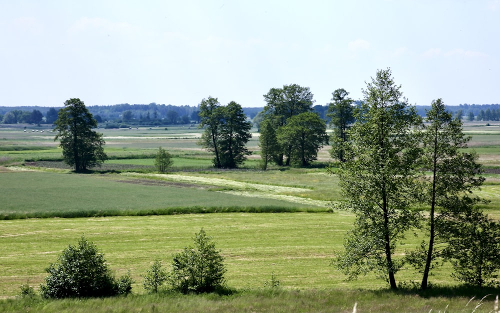 a field of grass with trees in the distance