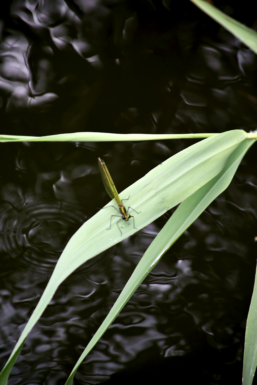 a bug sitting on top of a leaf in the water
