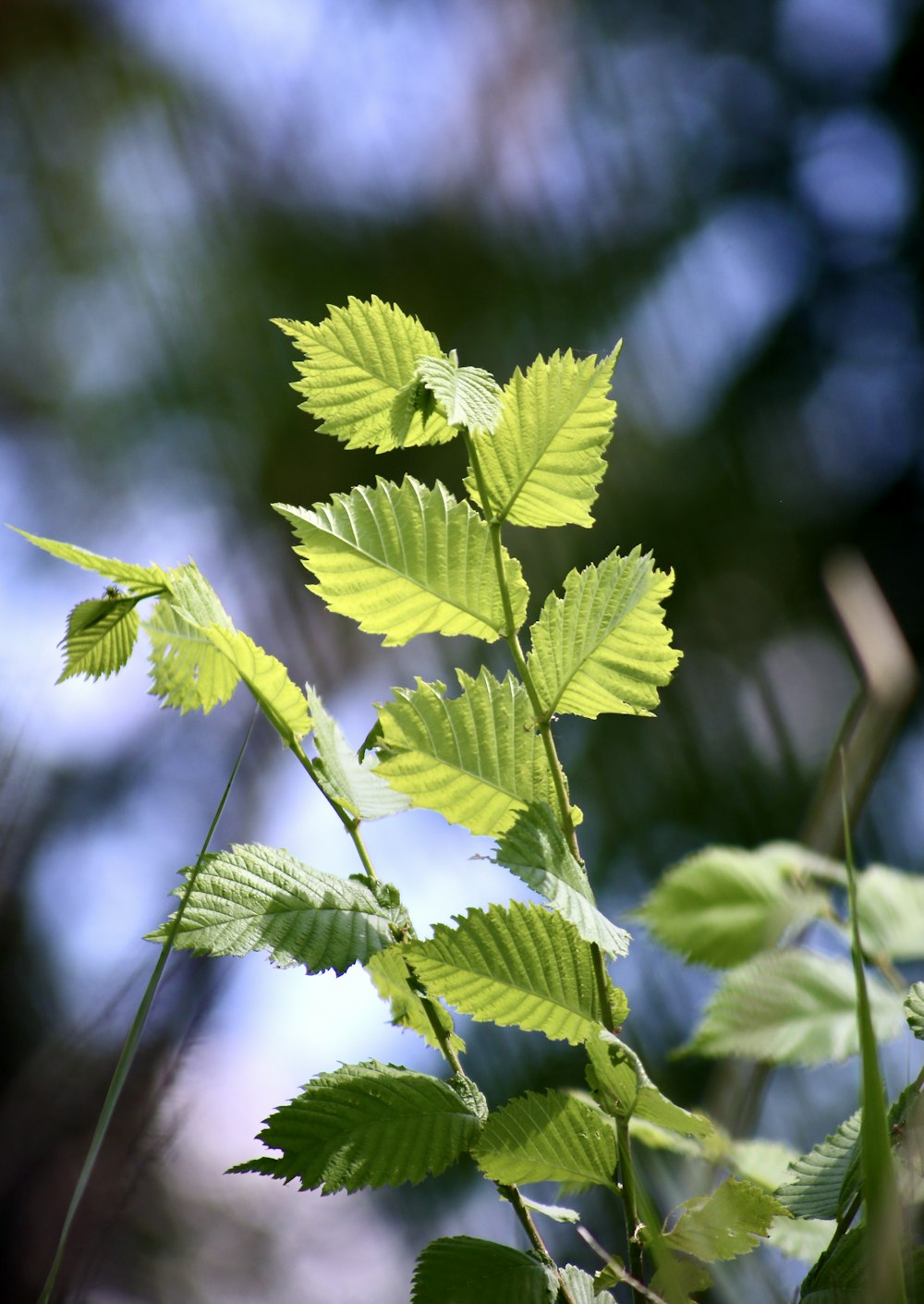 a close up of a green leafy plant