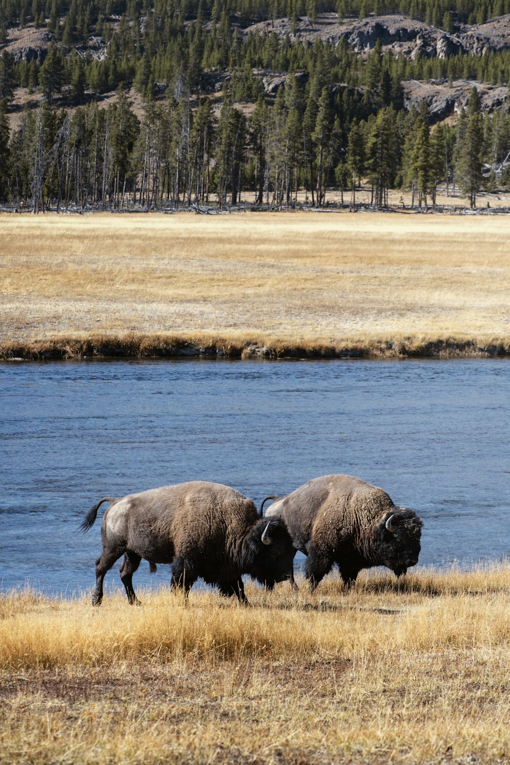 two buffalos are walking along a river bank