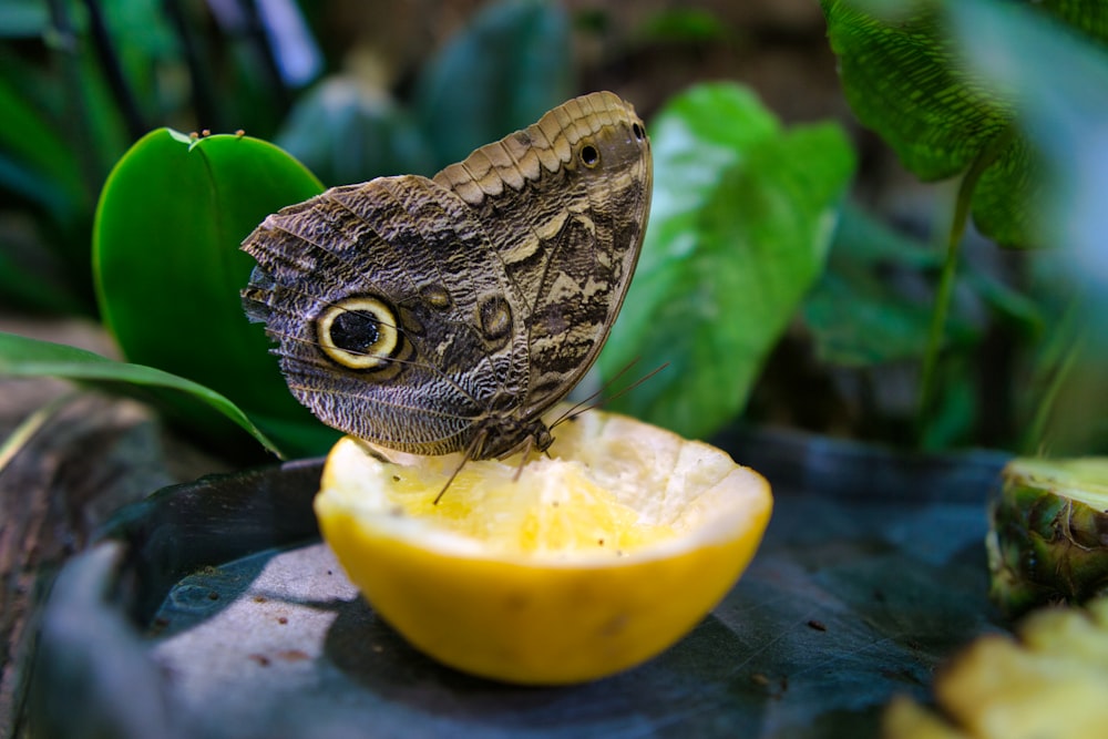a close up of a butterfly on a lemon