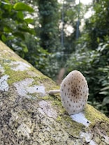 A white mushroom with a textured cap grows out of a moss-covered log in a dense forest. The background is filled with blurred greenery and tall trees, suggesting a natural and serene environment.