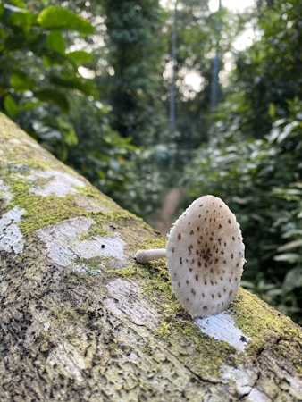 Unlocking the Benefits of Mushroom Wellness: A Guide