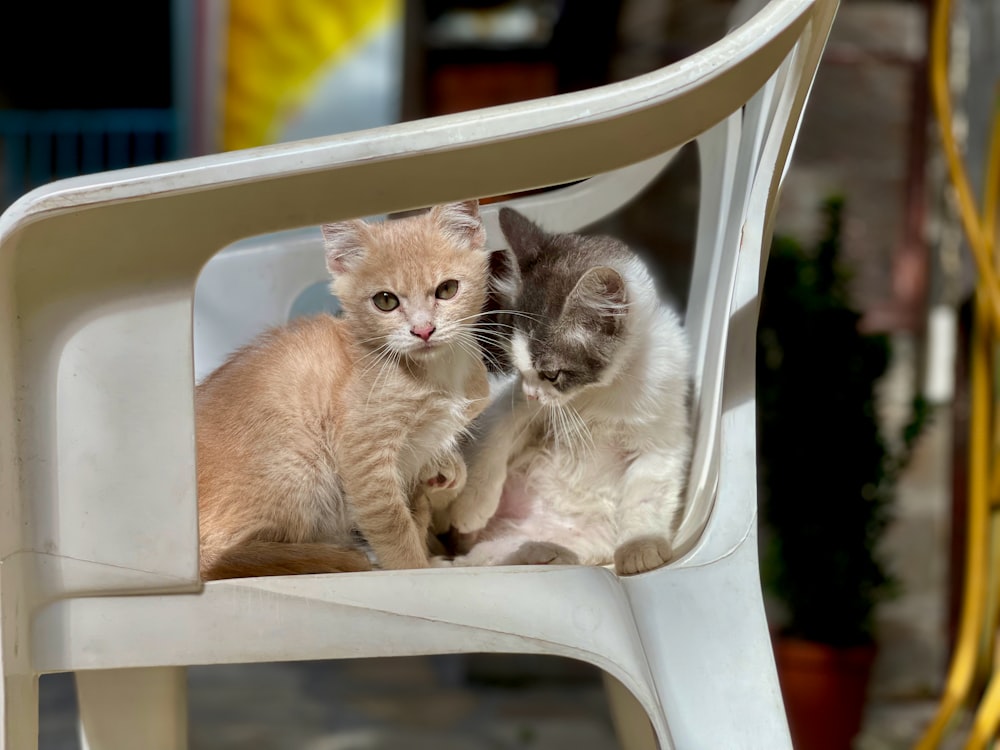 two kittens are sitting on a white chair