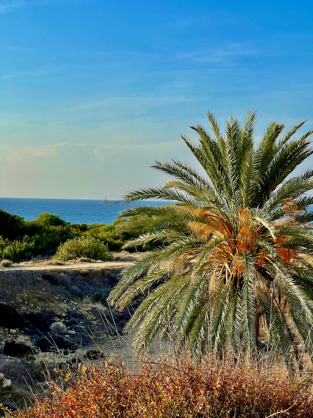 a palm tree in front of a body of water