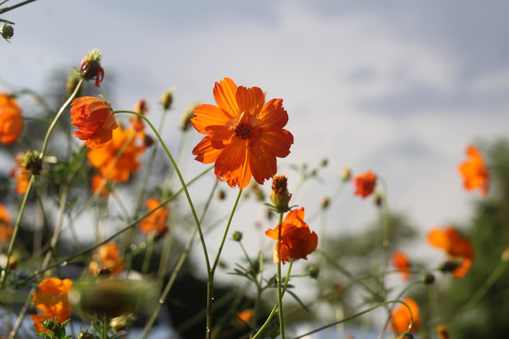 a bunch of orange flowers in a field