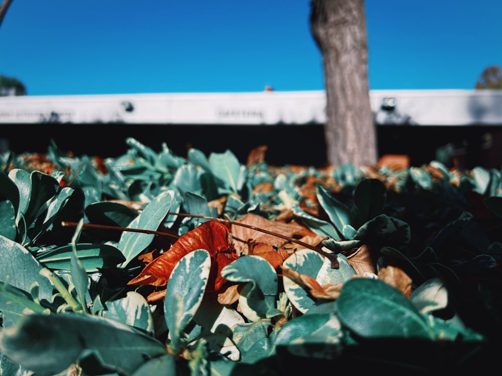 a leaf laying on the ground next to a tree