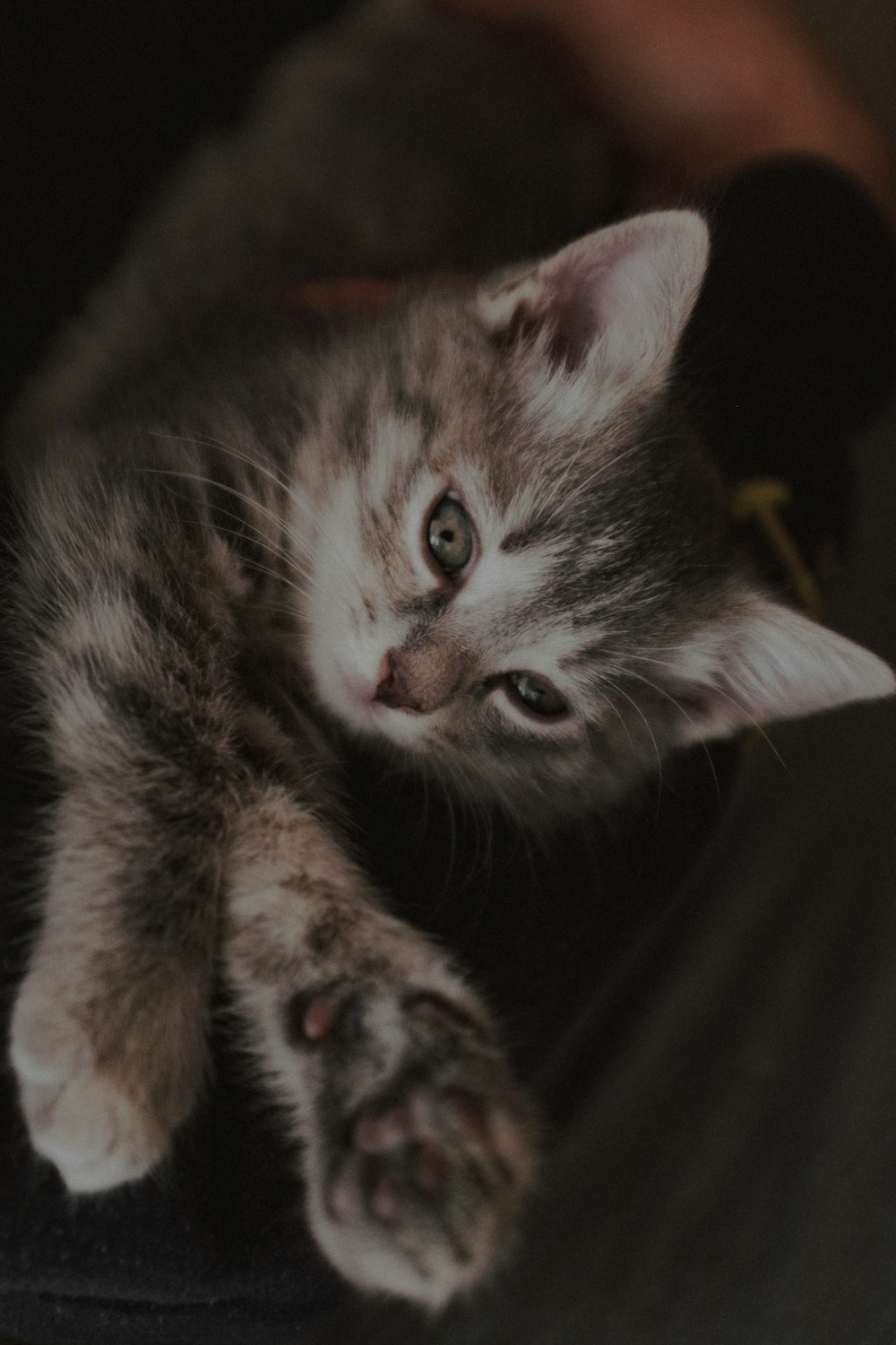 a small kitten laying on top of a person's lap