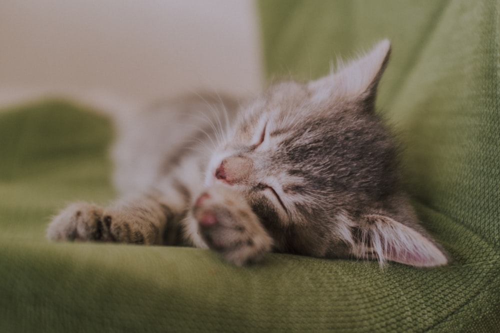 A small kitten sleeping on a green couch photo – Free Pet Image on Unsplash