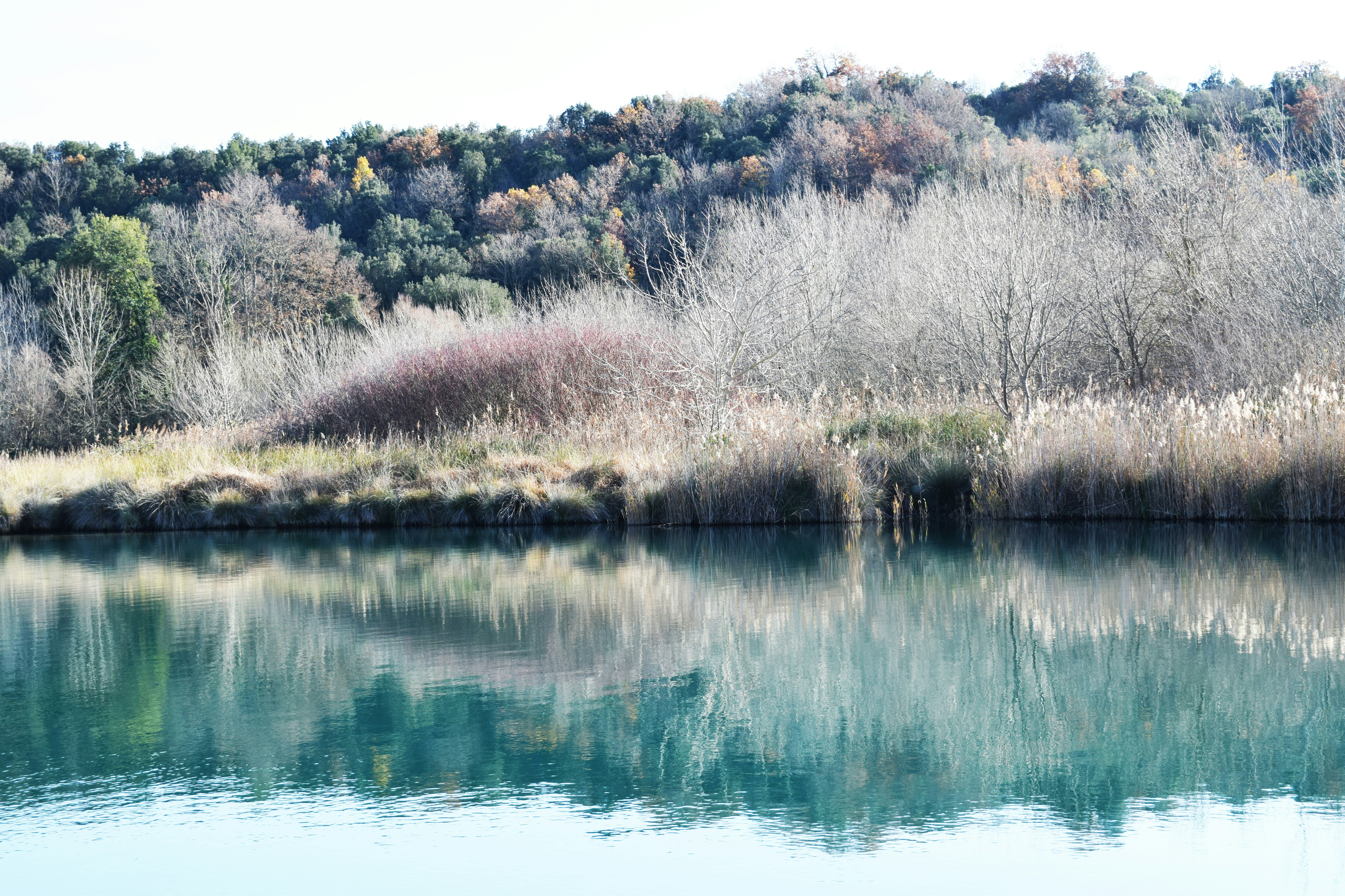 A body of water with trees in the background