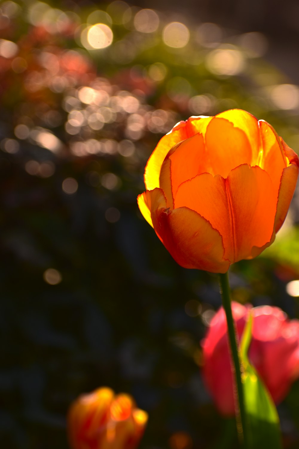 a close up of a single orange flower