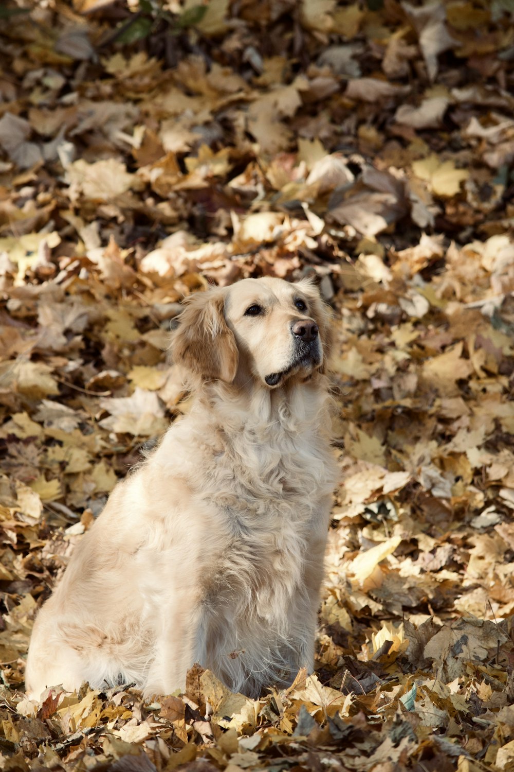 a white dog sitting in a pile of leaves
