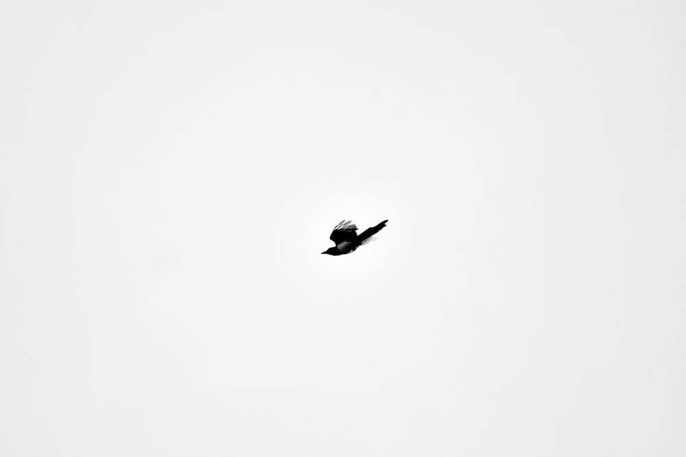 a bird flying through a white sky with no clouds