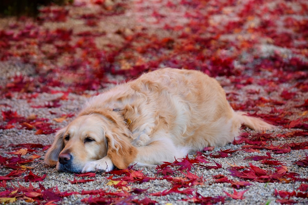 a golden retriever laying on a carpet of red leaves