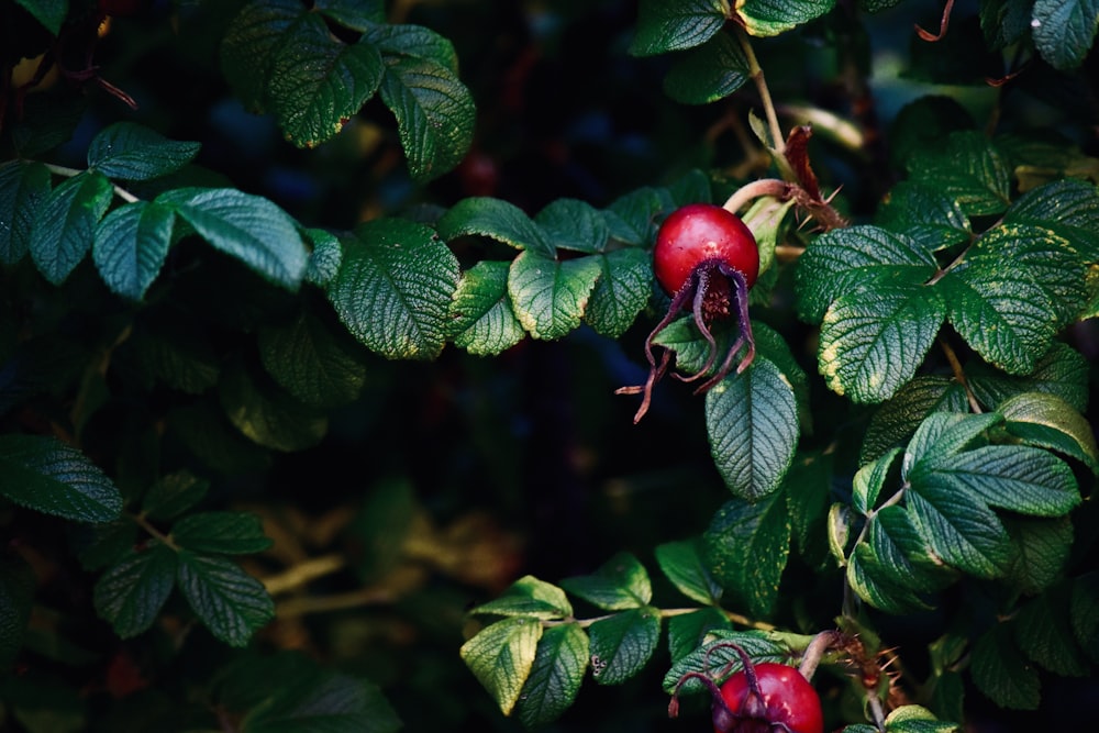 a close up of a tree with berries on it