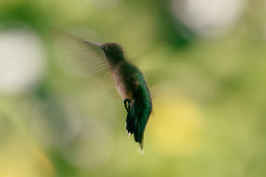 a hummingbird flying in the air with a blurry background