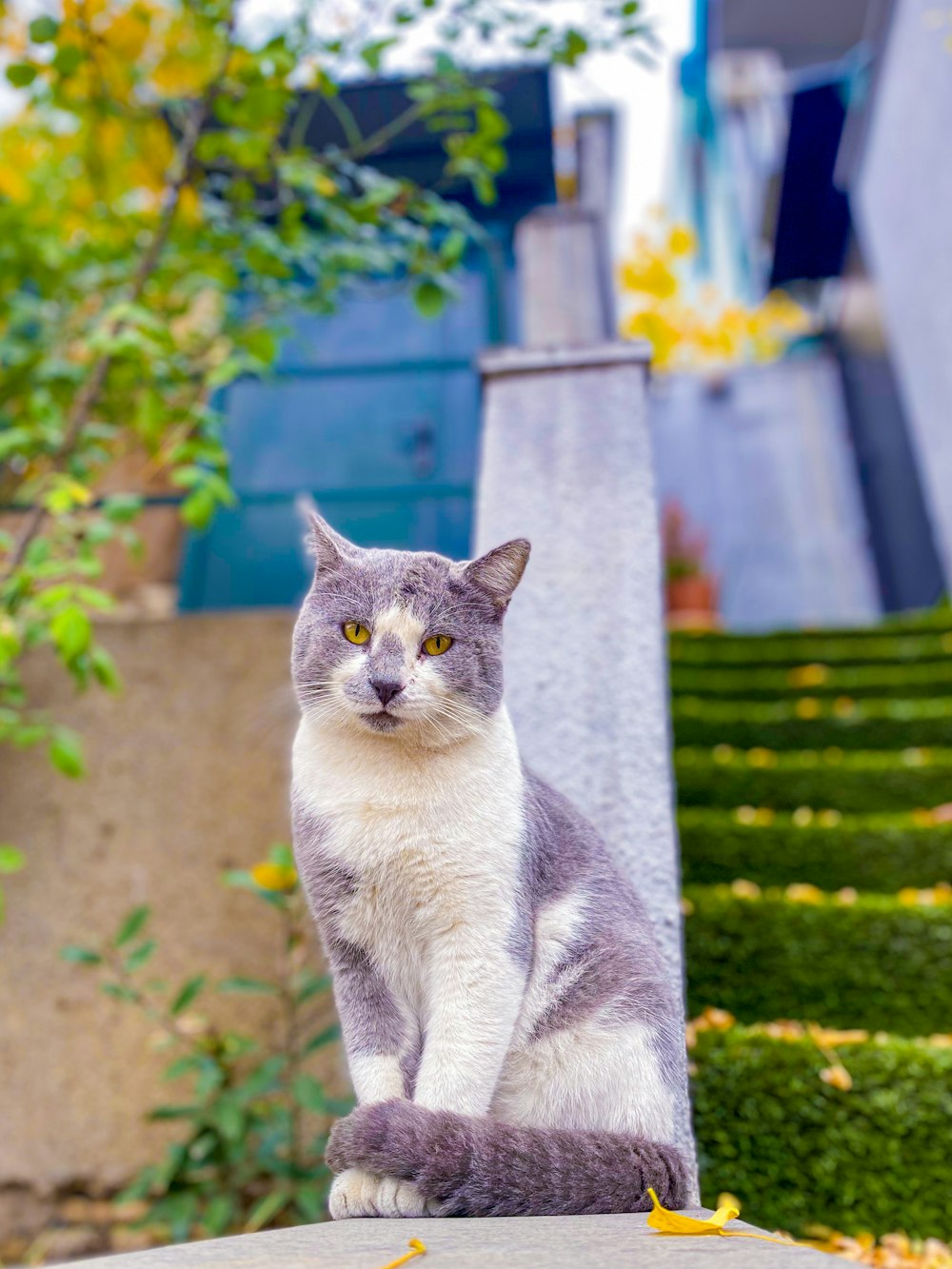 a gray and white cat sitting on top of a cement block