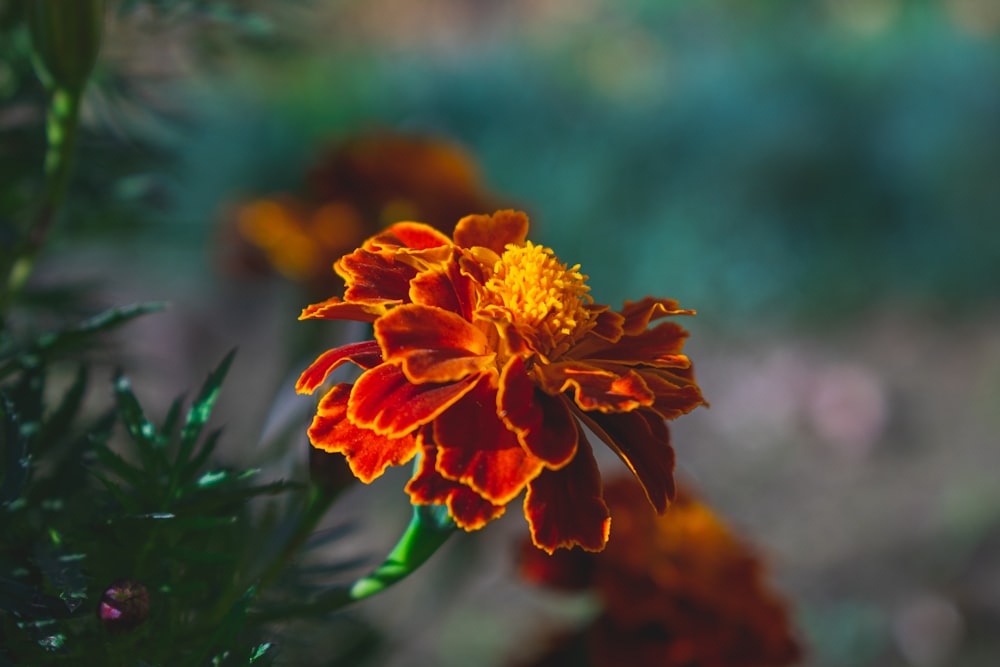 a close up of a flower with a blurry background