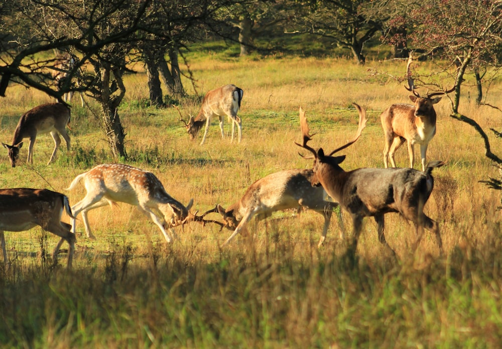 a herd of deer grazing on a lush green field