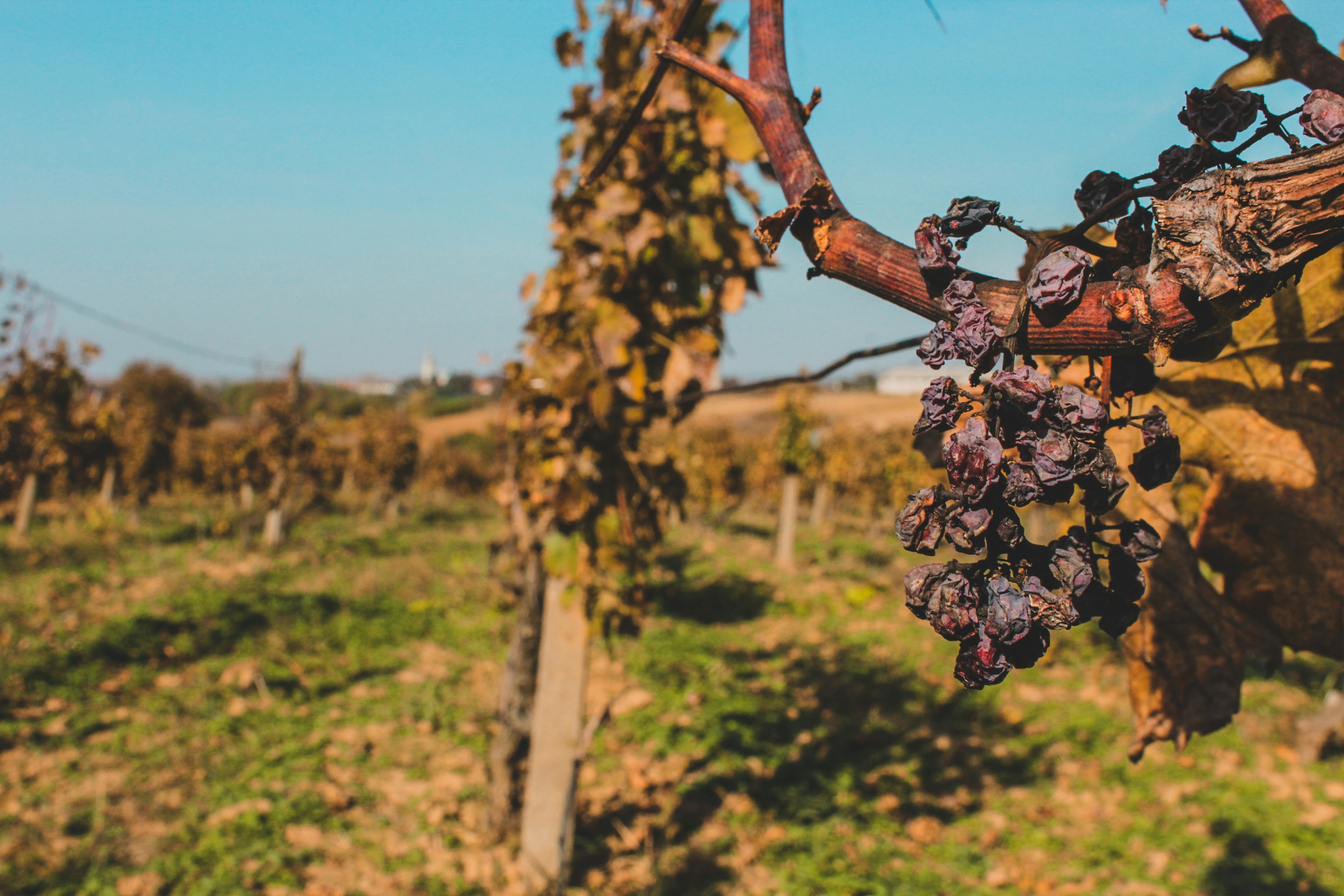 Photo by czapp_arpad