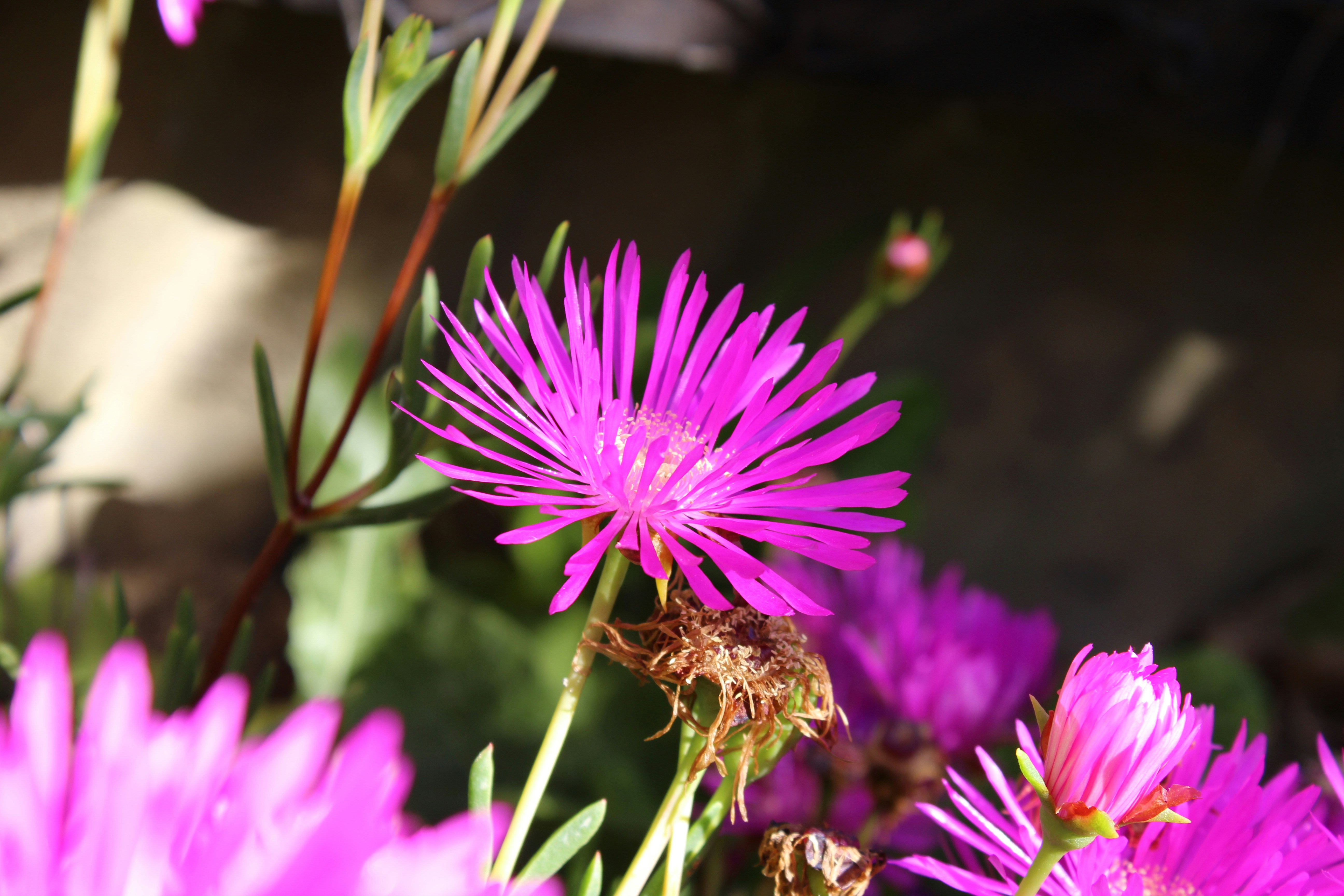 Photo by chicabombom