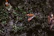 An ant is seen on a dark, textured surface, surrounded by small patches of green vegetation. The ant appears to be interacting with a small, shiny object or insect.