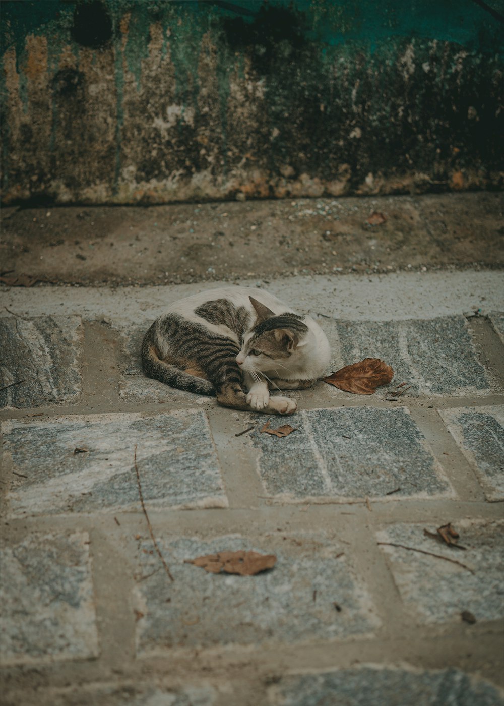 un chat allongé sur le sol